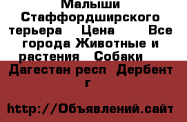 Малыши Стаффордширского терьера  › Цена ­ 1 - Все города Животные и растения » Собаки   . Дагестан респ.,Дербент г.